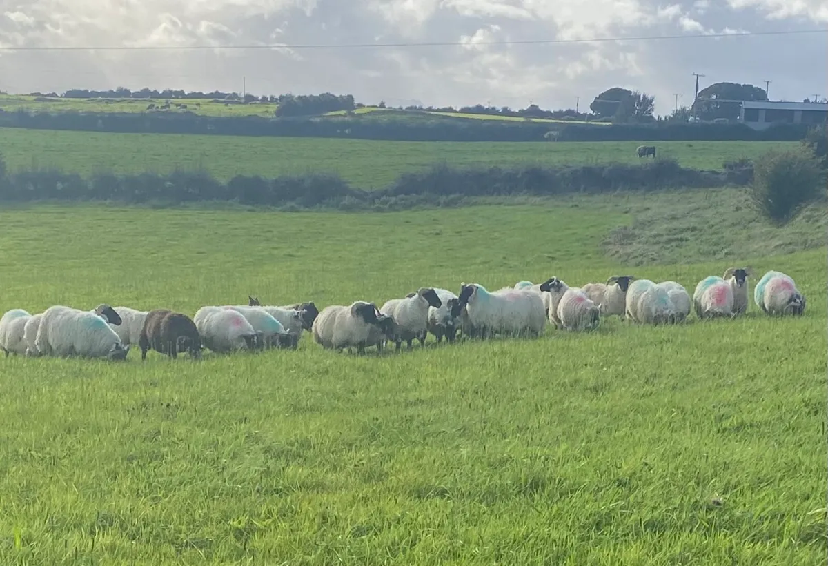 40 store Lanark ram lambs. Avg 35-45kg