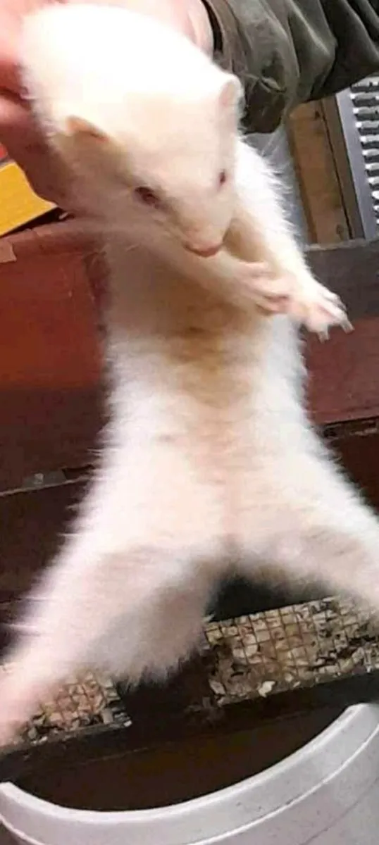 Ferrets - Image 1