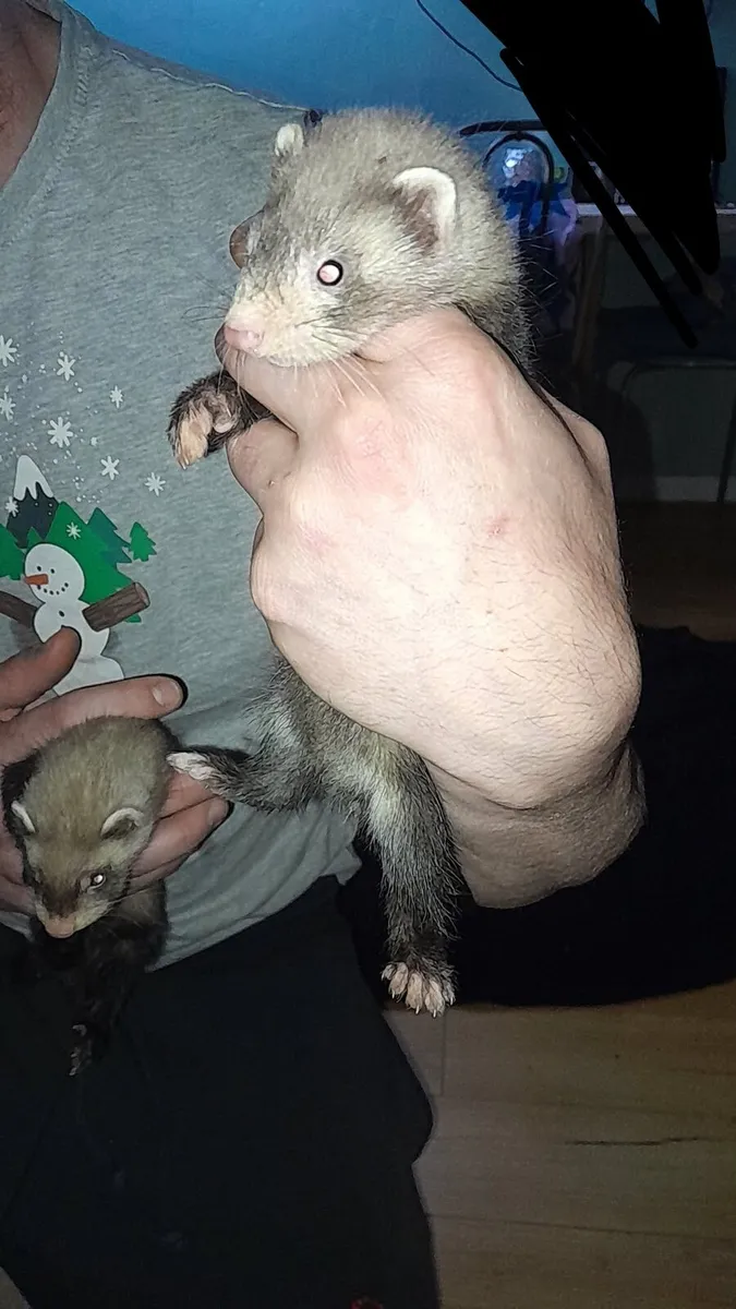 Ferrets - Image 2