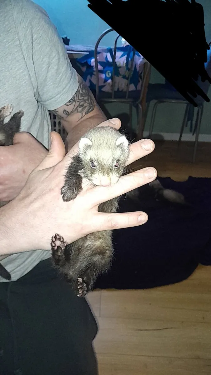 Ferrets - Image 3