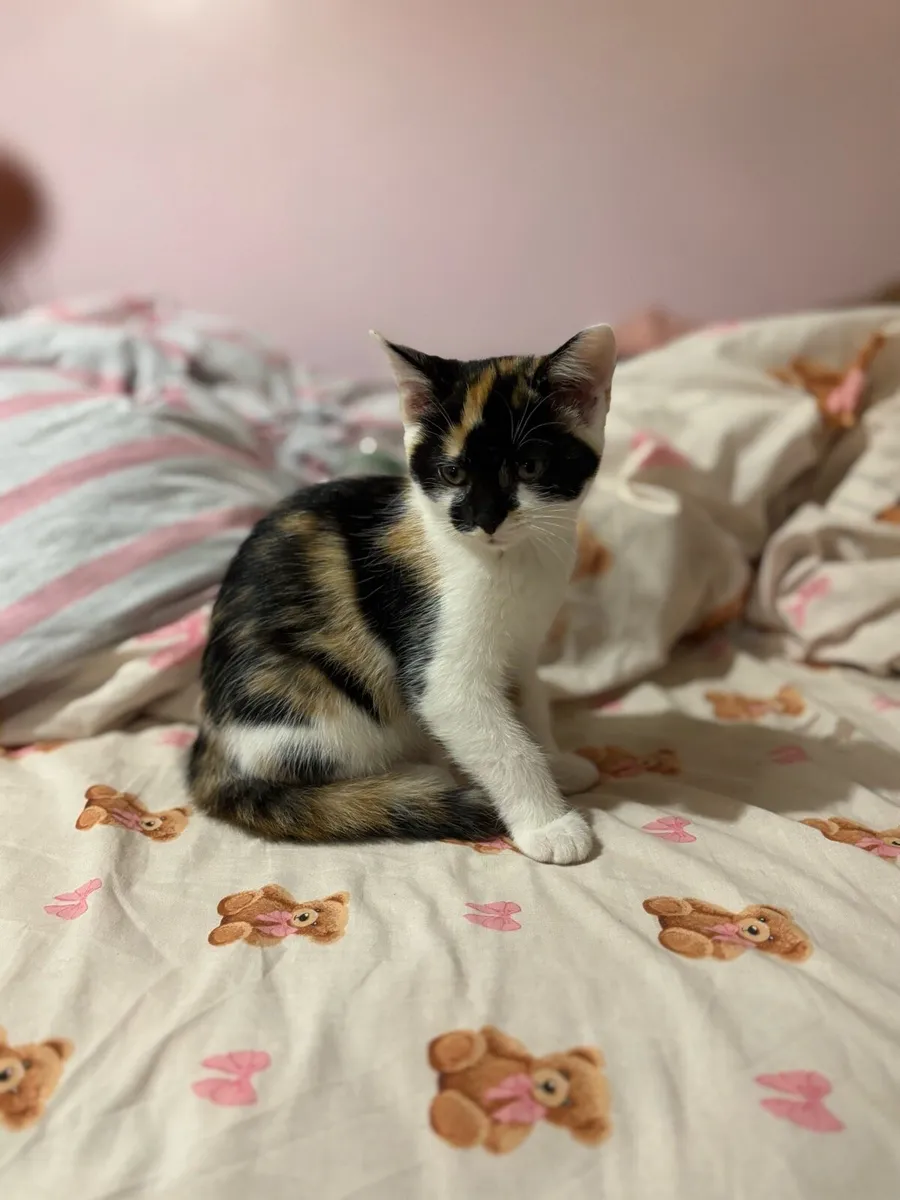 Kittens - Image 4
