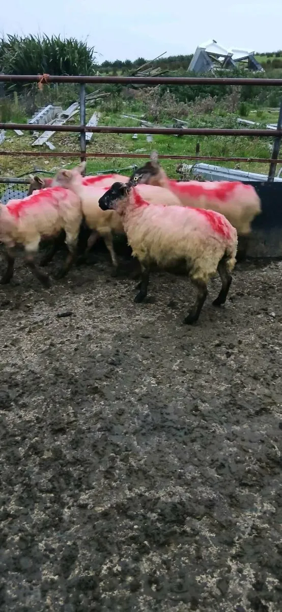 Suftex Hoggets - Image 1