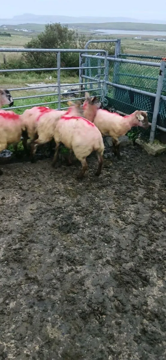 Suftex Hoggets - Image 2