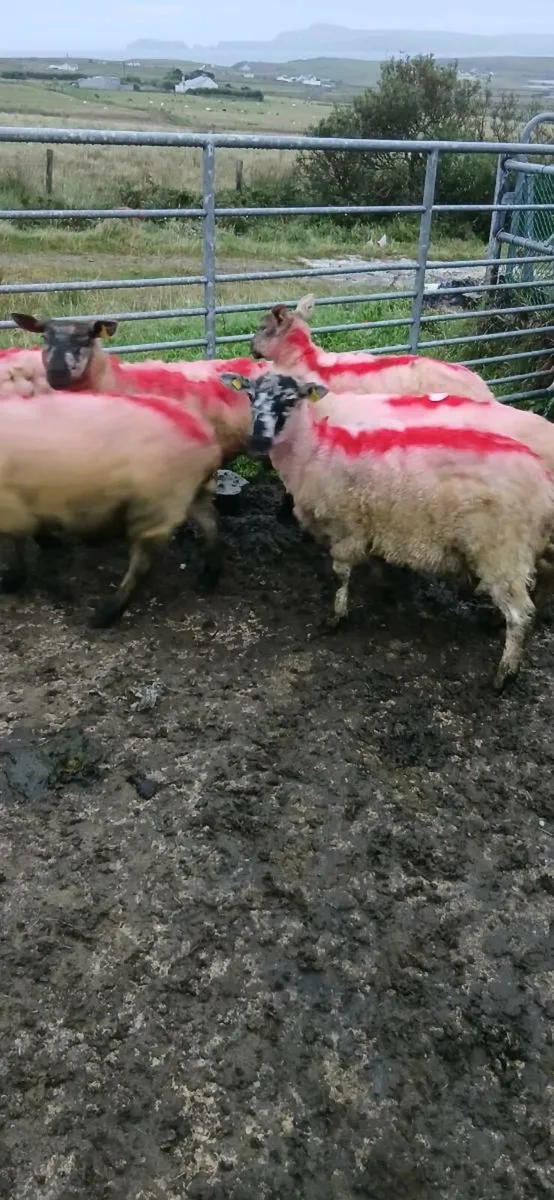 Suftex Hoggets - Image 3
