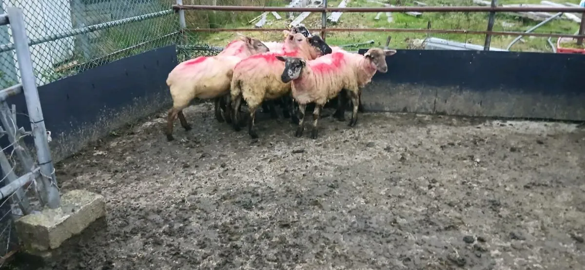 Suftex Hoggets - Image 4