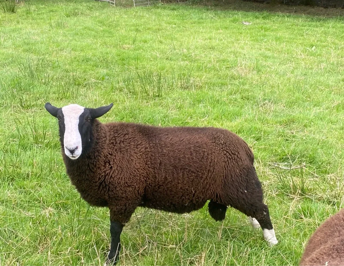 Zwartbles ram lamb - Image 2