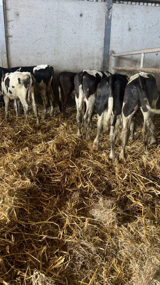 10 Friesan Bull Runners . - Image 1