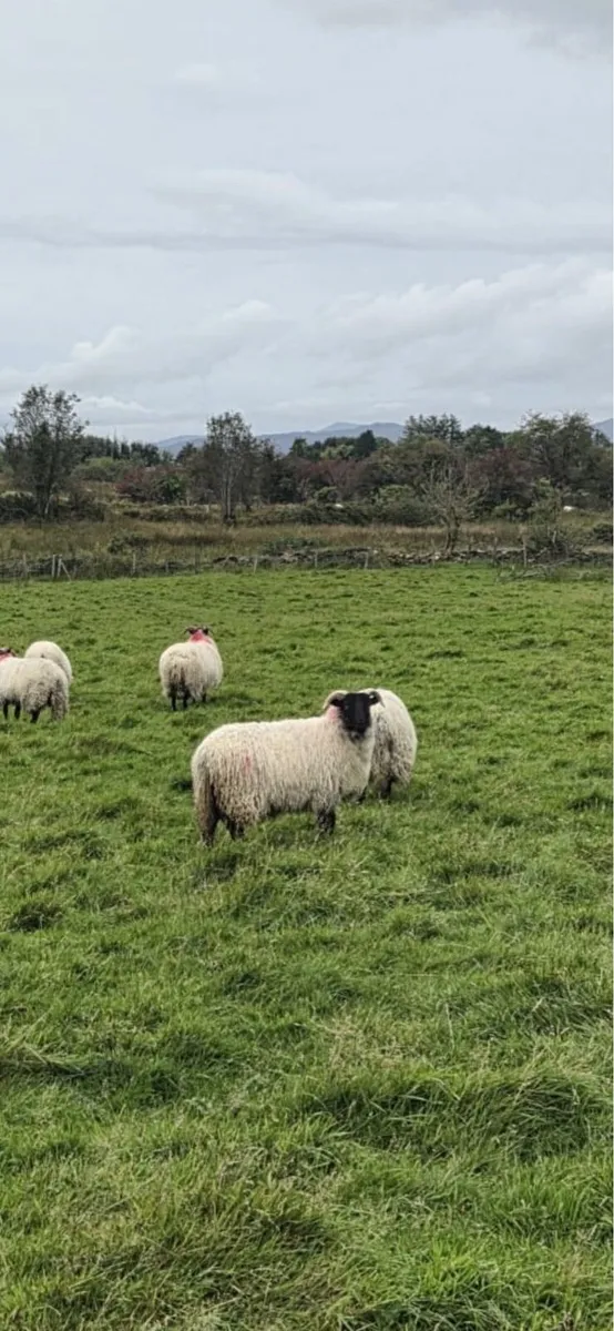 Blackface horned ewe lambs - Image 1
