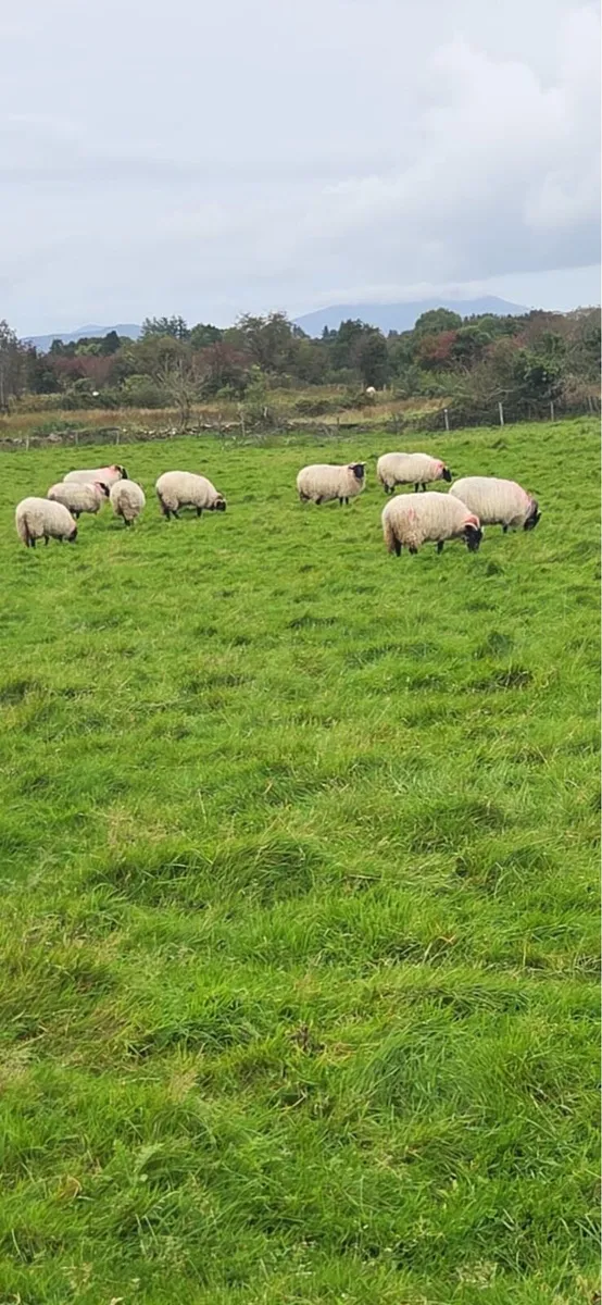 Blackface horned ewe lambs - Image 3