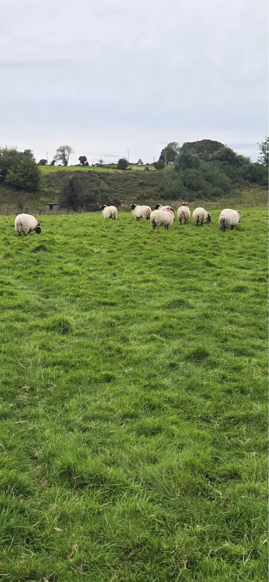 Blackface horned ewe lambs - Image 4