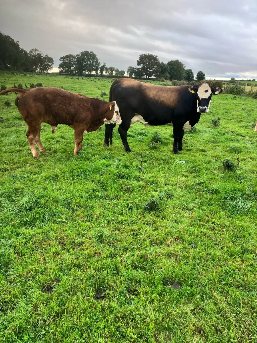 Heifer with calve - Image 1