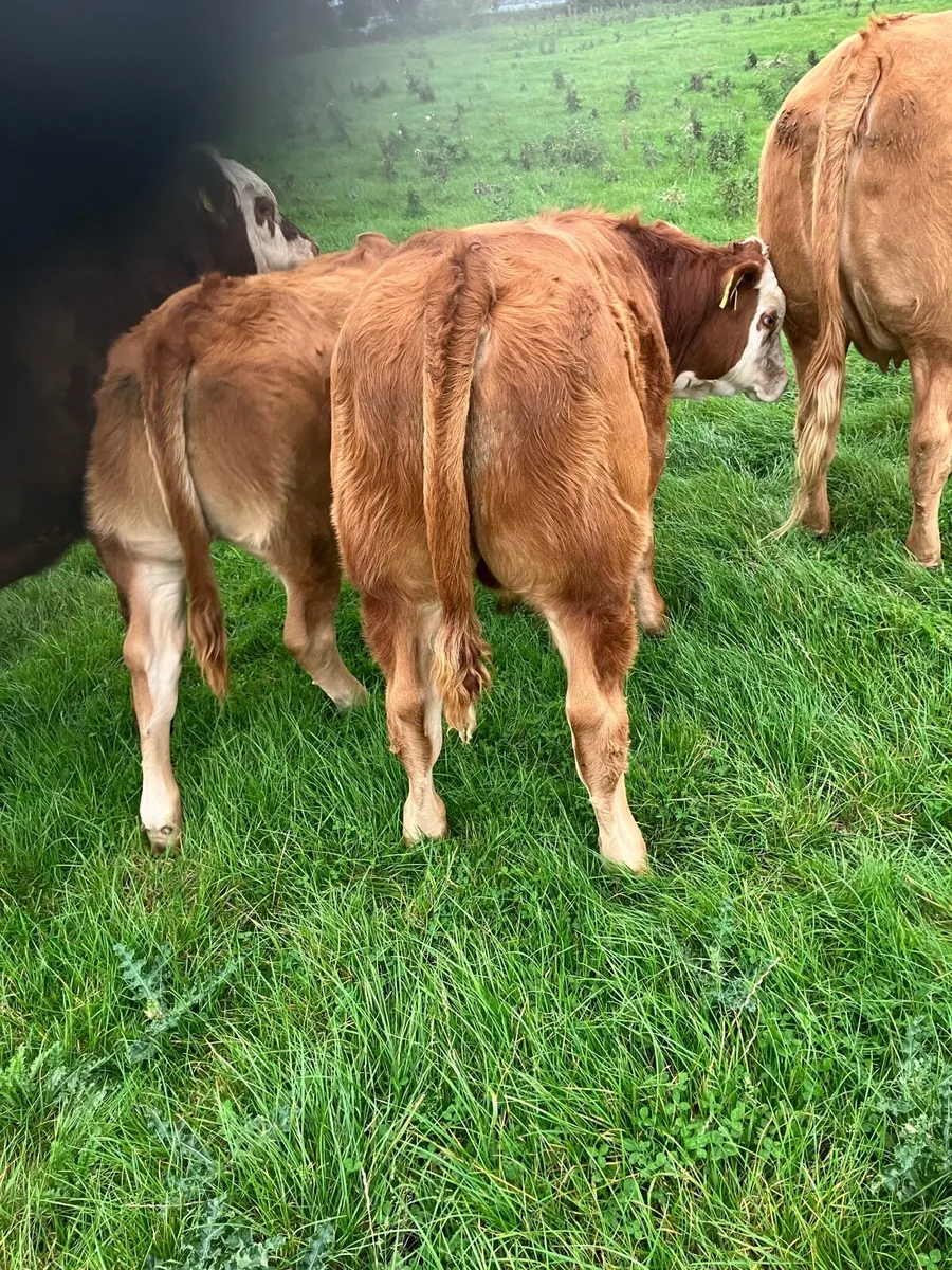 Heifer with calve - Image 3