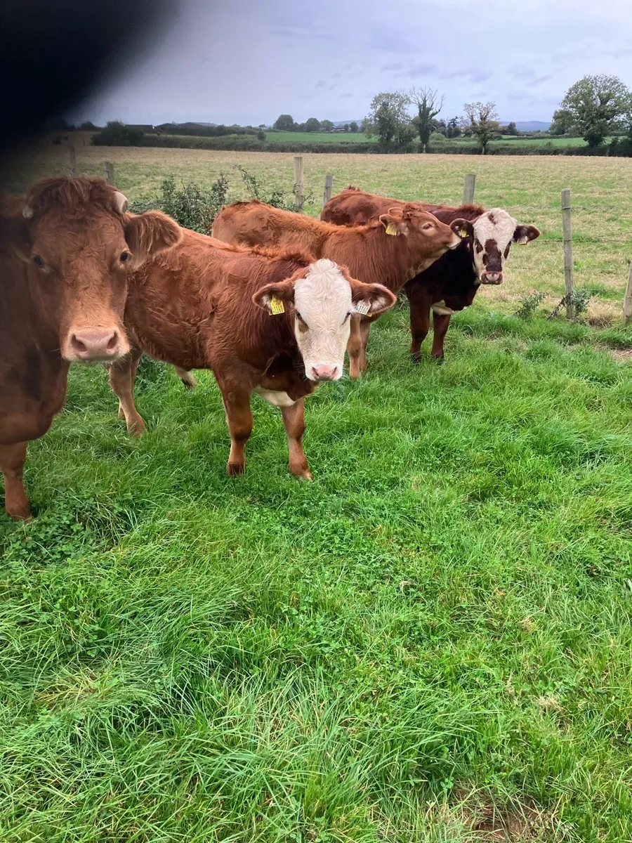 Heifer with calve - Image 4