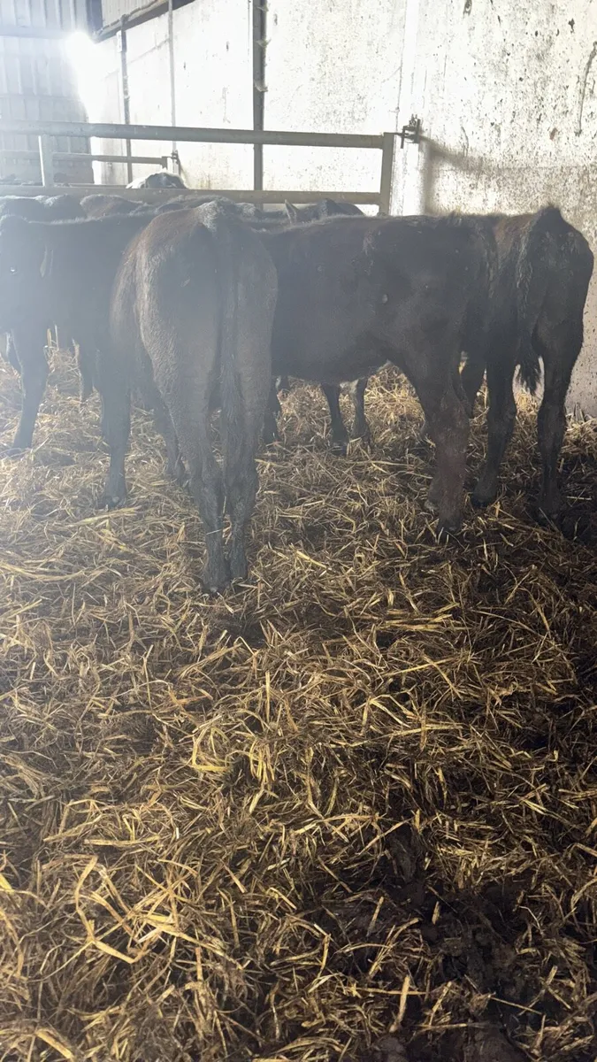 10 Angus Bulls - Image 2