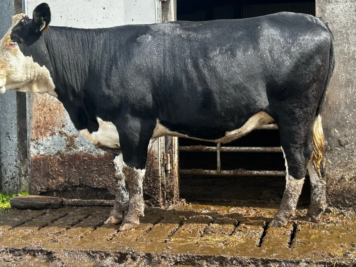 5 Star Genotyped Hereford In-Calf Heifer - Image 1