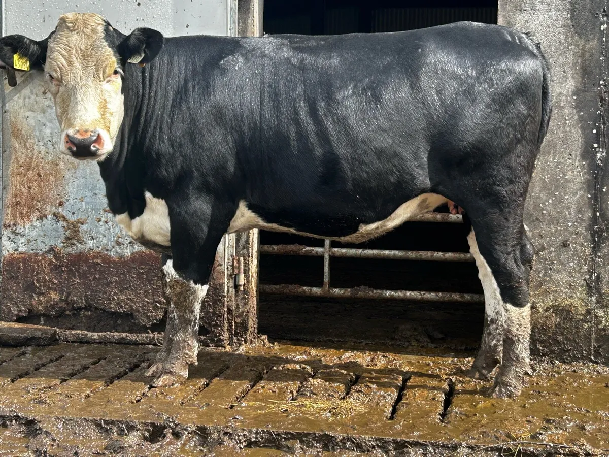 5 Star Genotyped Hereford In-Calf Heifer - Image 2