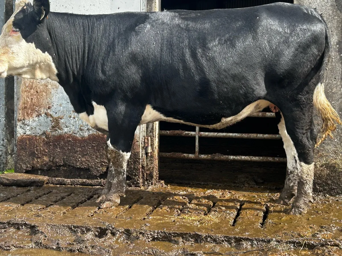 5 Star Genotyped Hereford In-Calf Heifer - Image 3