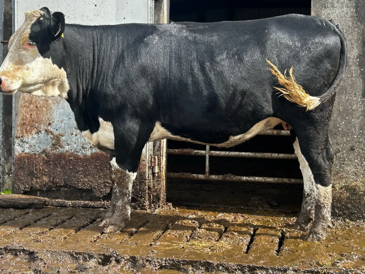 5 Star Genotyped Hereford In-Calf Heifer - Image 4