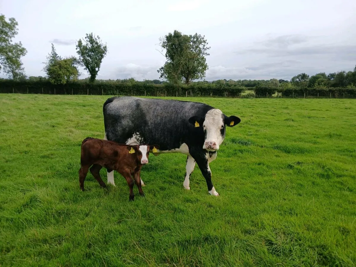 Cow and calf - Image 1