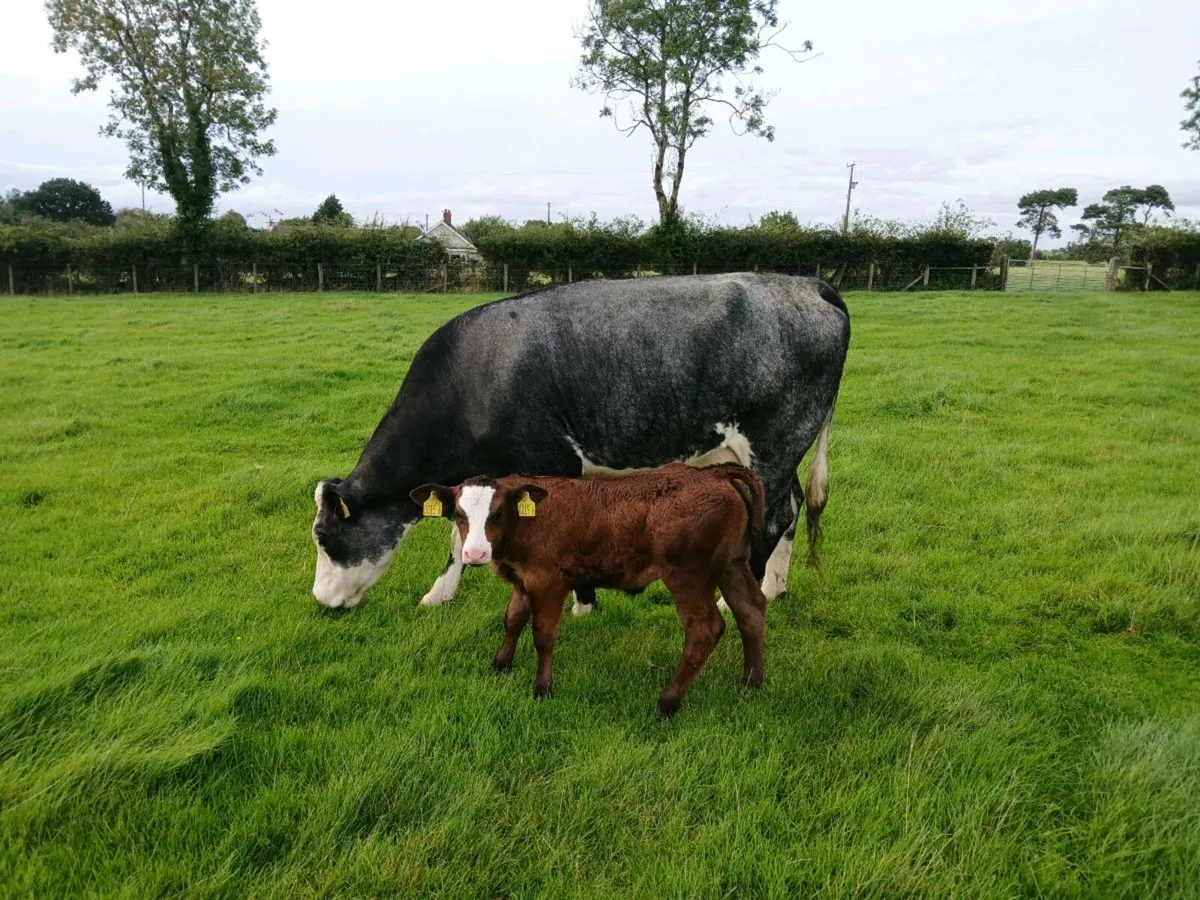 Cow and calf - Image 2