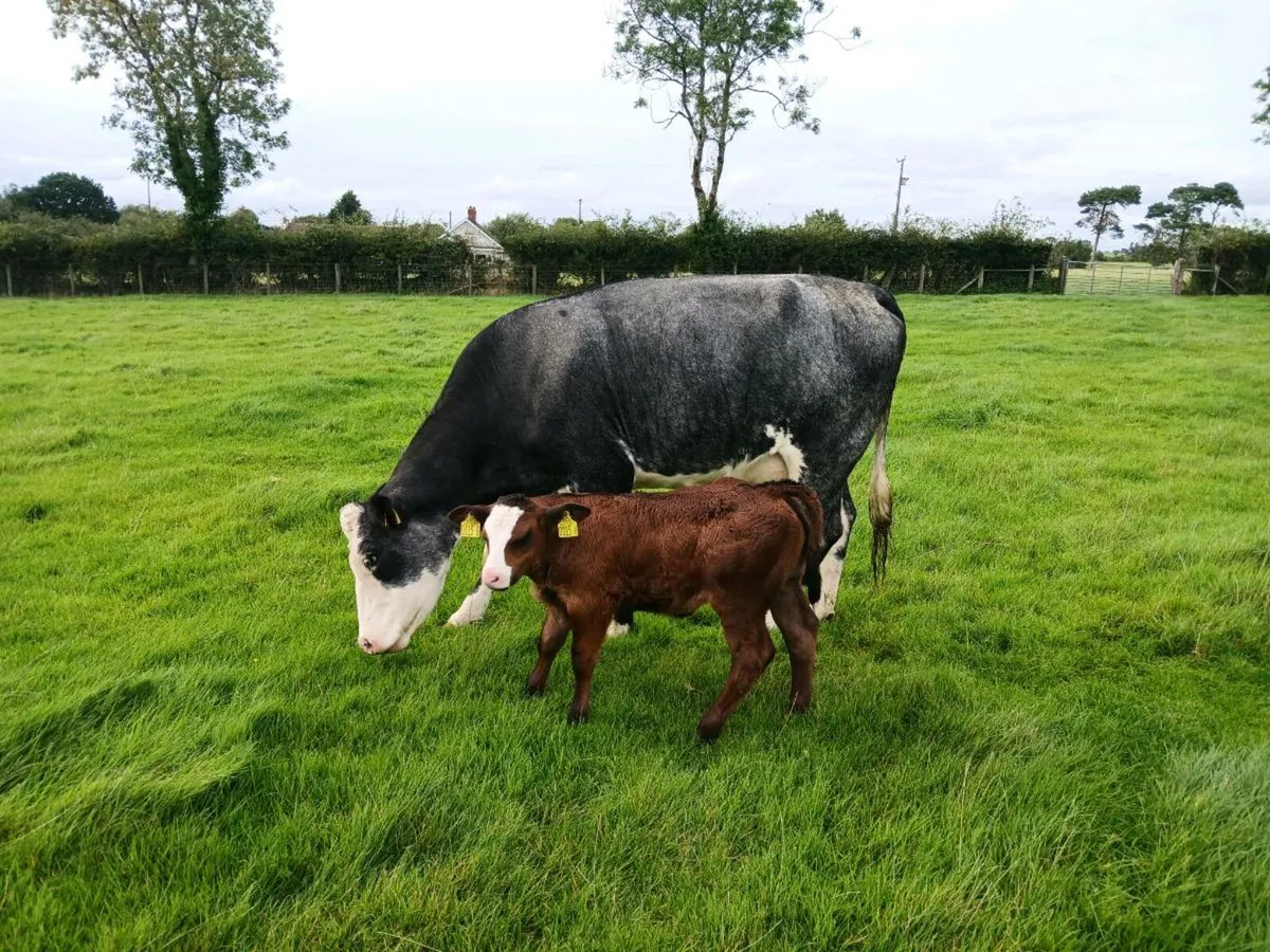 Cow and calf - Image 3