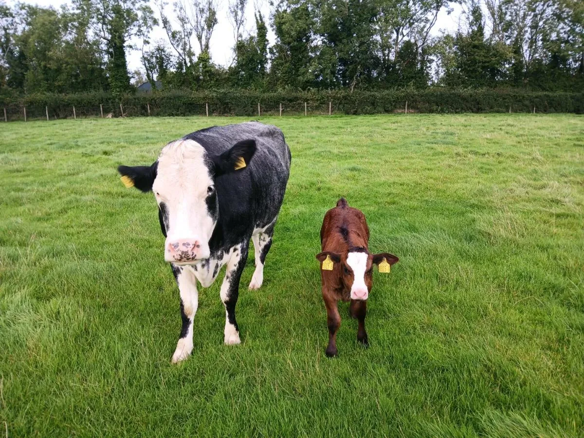 Cow and calf - Image 4