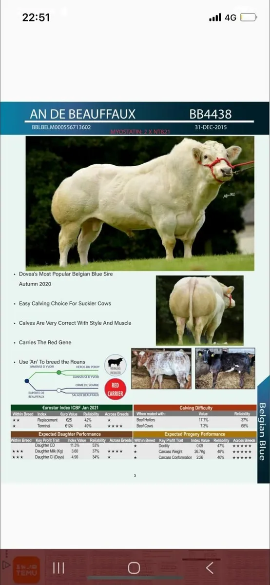 Show Heifer . - Image 4
