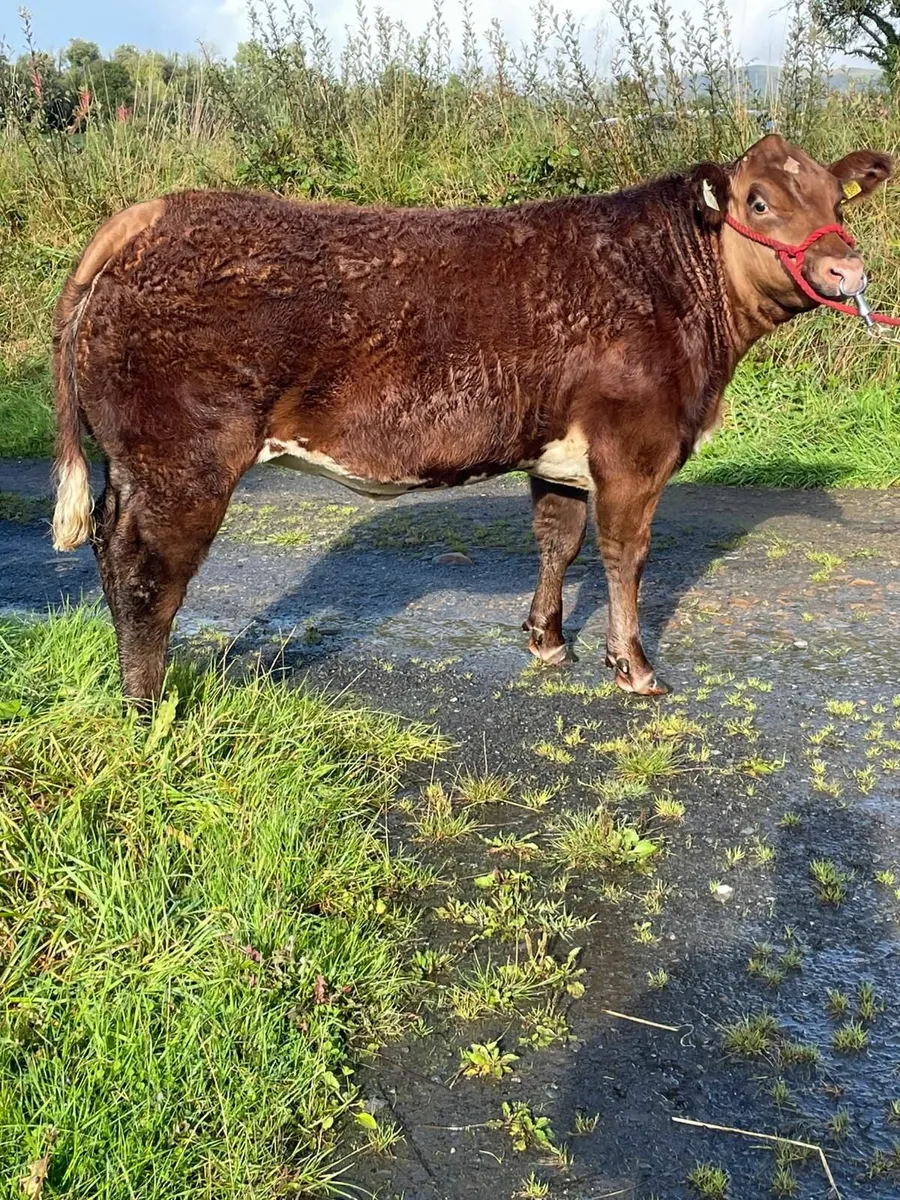 Show Heifer . - Image 3