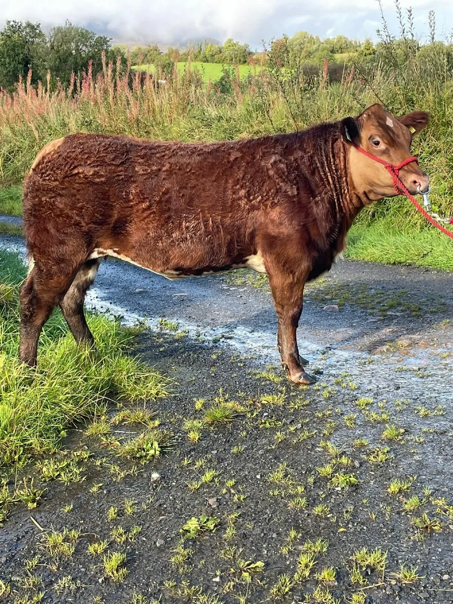 Show Heifer . - Image 2