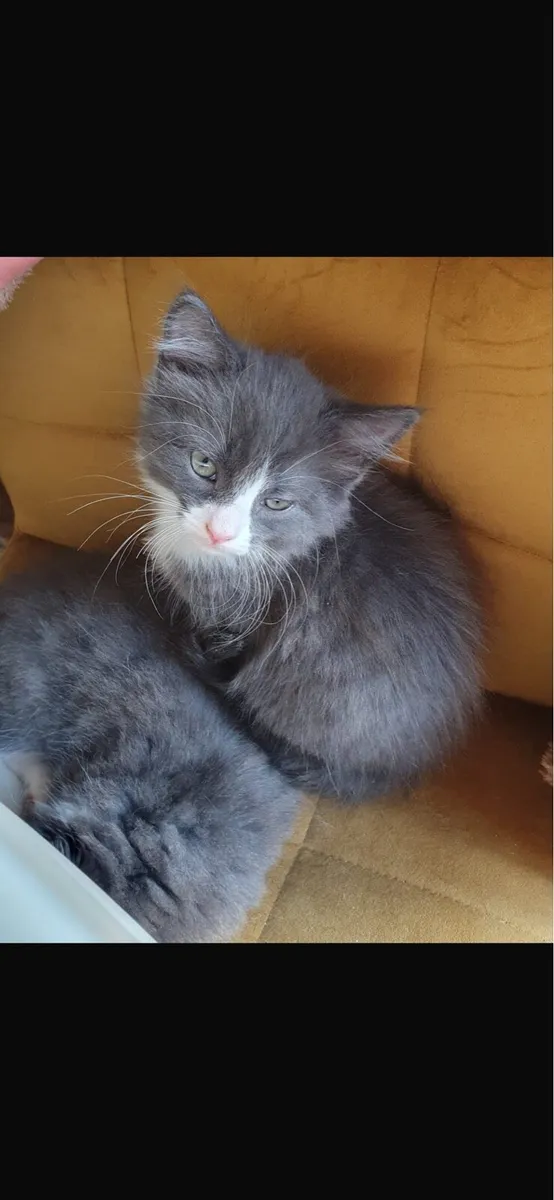 Kitten