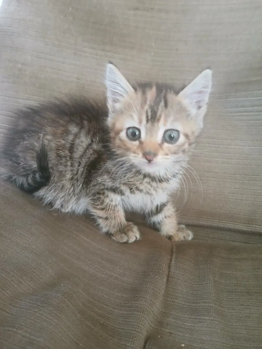 Kittens - Image 1