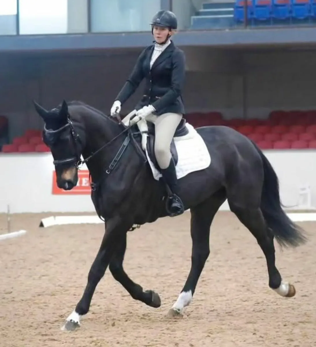 Dignified Mare - Image 1