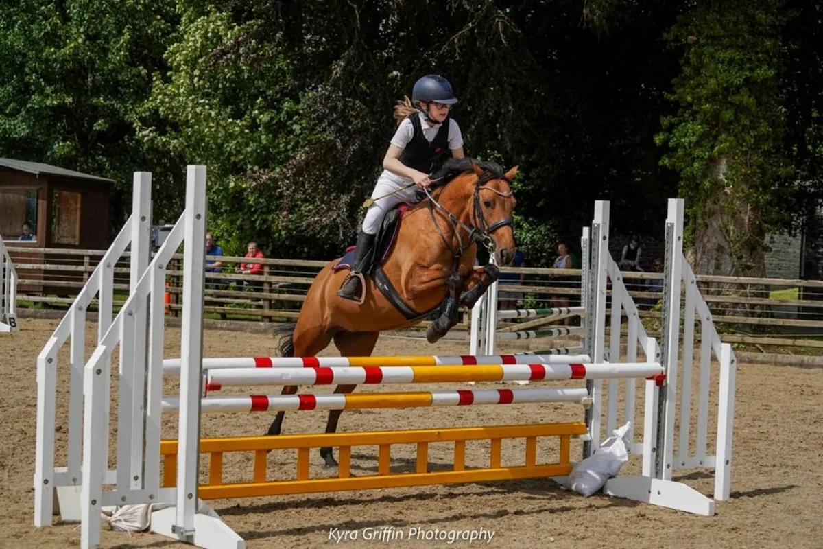 13.2 pony - Image 1