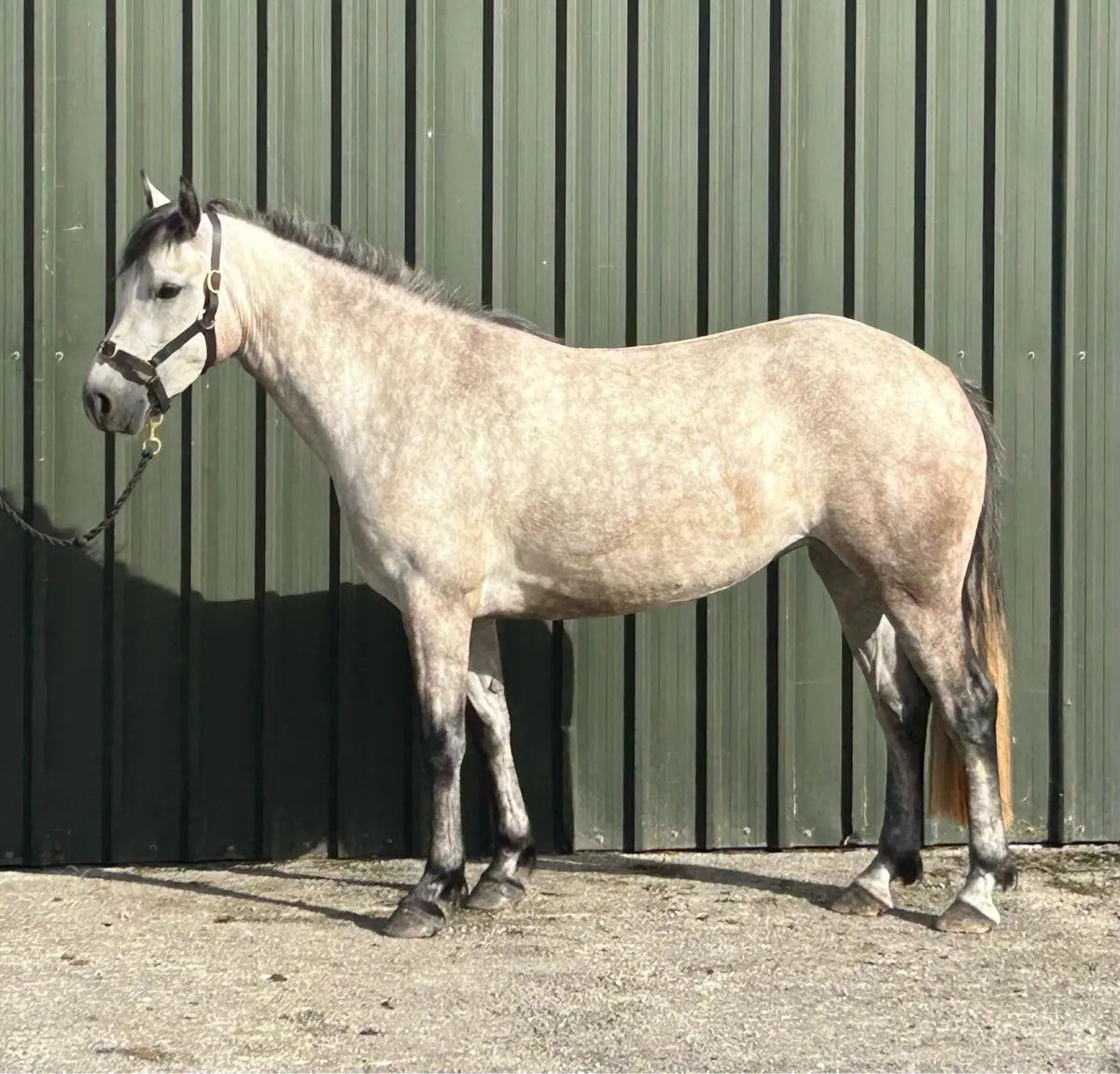 3 year old I Love You Melody Connemara filly - Image 1