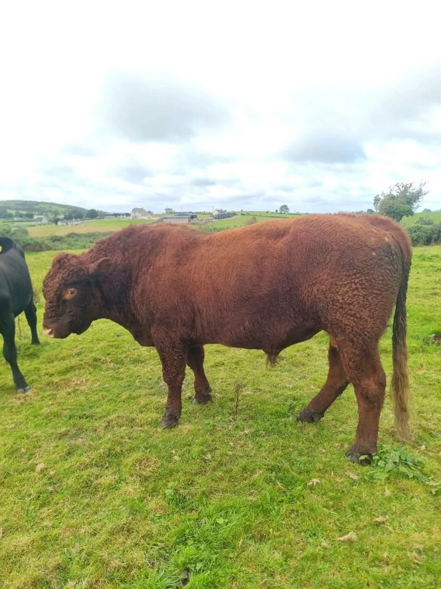 Calf