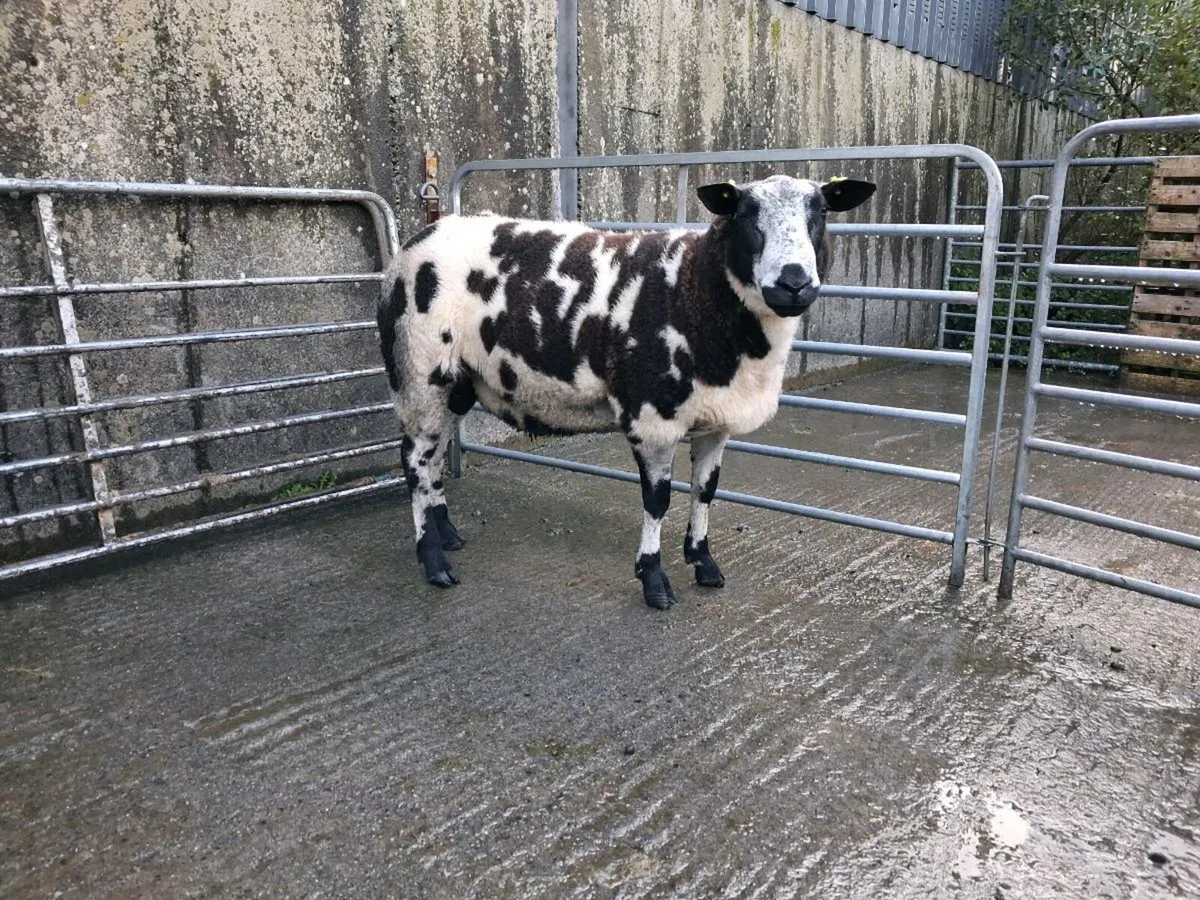 PBR Dutch Spotted Hogget Ram - Image 2