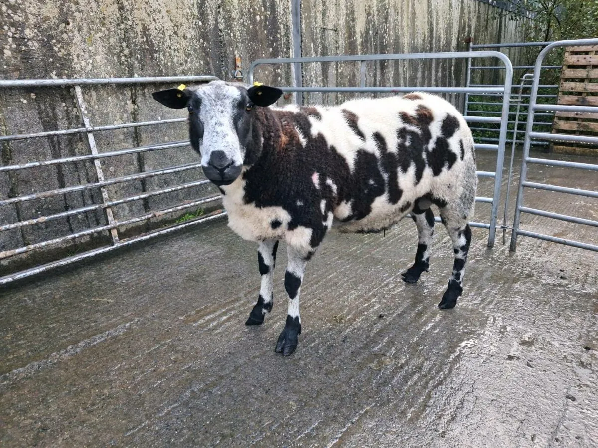 PBR Dutch Spotted Hogget Ram - Image 1
