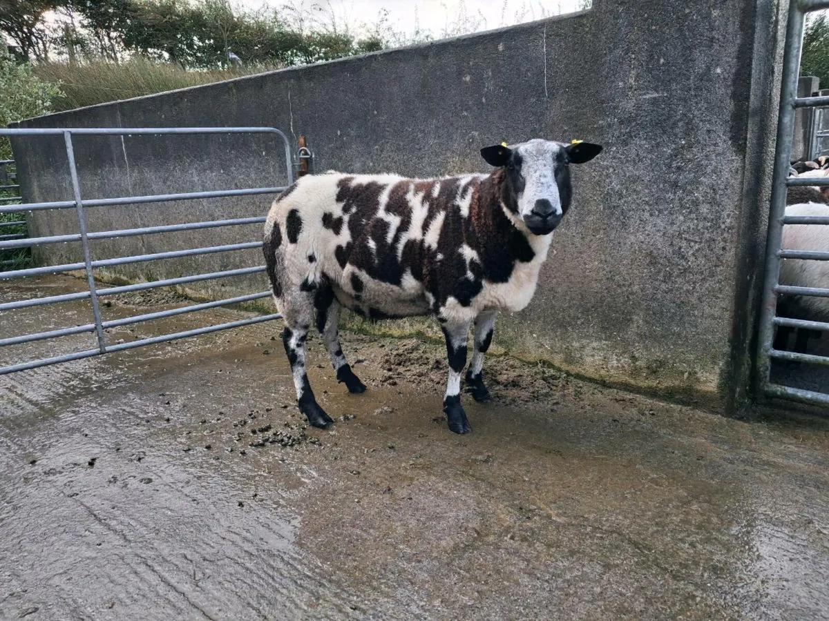PBR Dutch Spotted Hogget Ram - Image 4