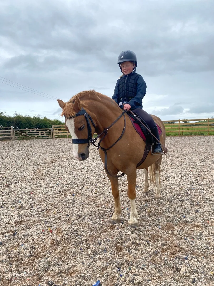 118cm Welsh section A gelding - Image 1