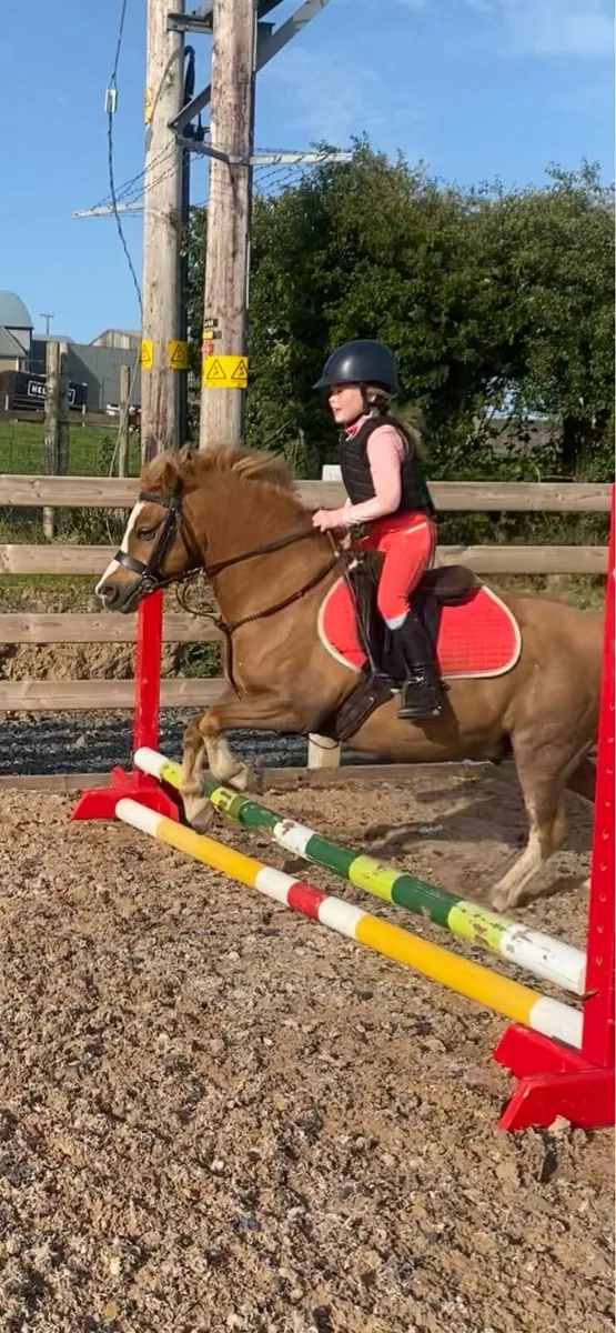 118cm Welsh section A gelding - Image 2