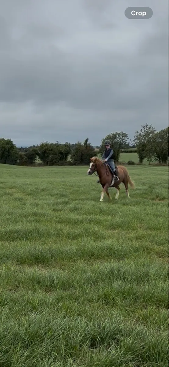 118cm Welsh section A gelding - Image 3