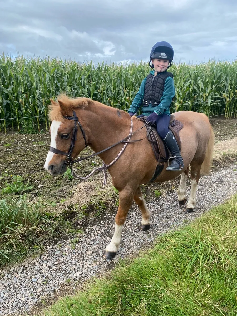 118cm Welsh section A gelding - Image 4