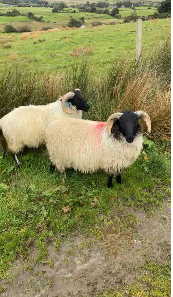SIS approved Mayo/Connemara ram lambs - Image 3