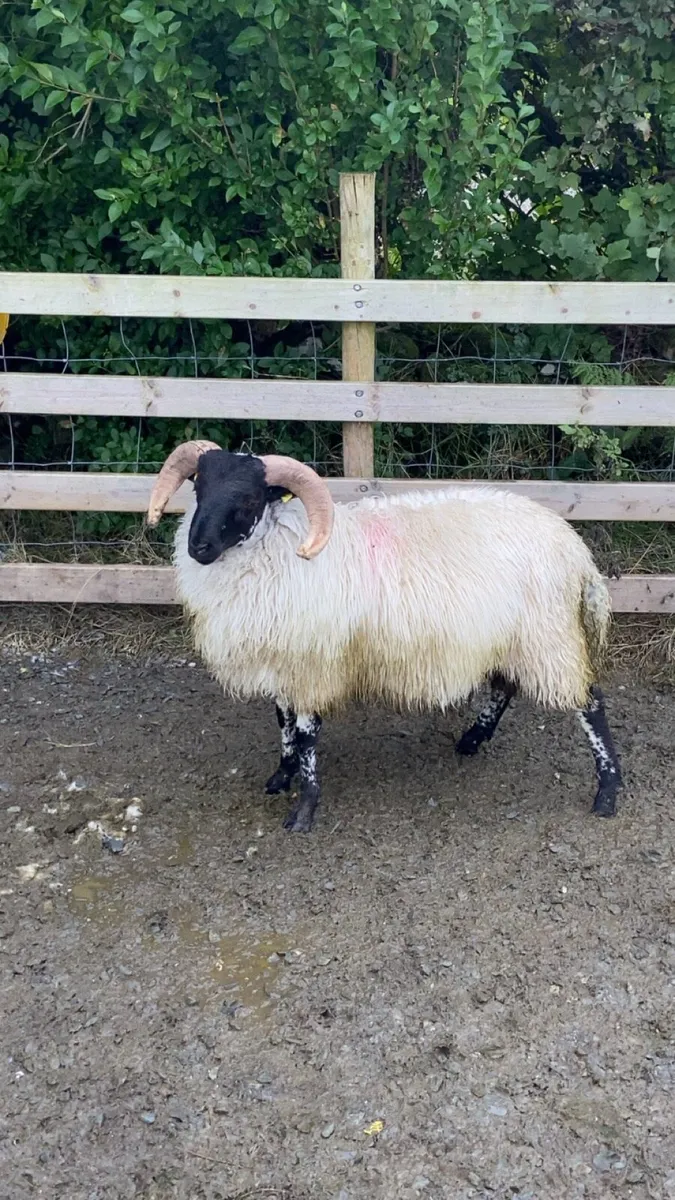SIS approved Mayo/Connemara ram lambs - Image 4