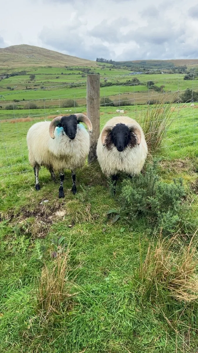 SIS approved Mayo/Connemara ram lambs - Image 1