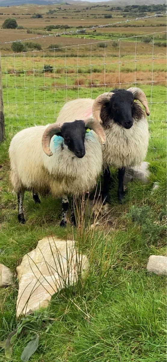 SIS approved Mayo/Connemara ram lambs - Image 2