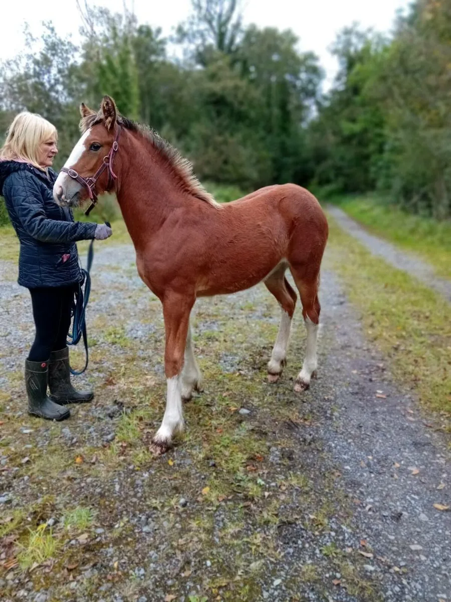 Cob filly foals - Image 2