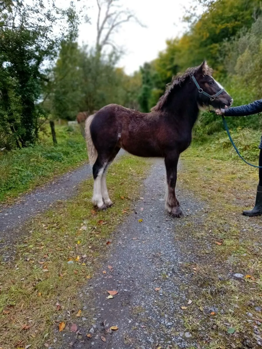 Cob filly foals - Image 4