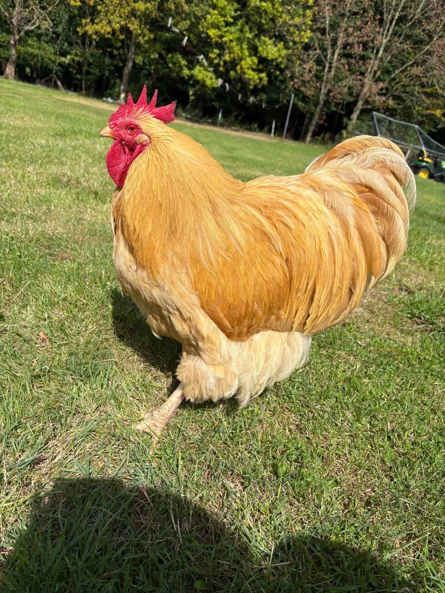 Orpington rooster