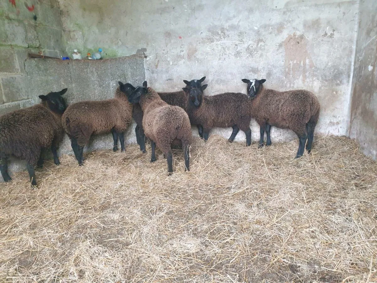 Ewe lambs - Image 1